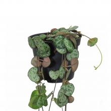 Ceropegia woodii 8,0 cm