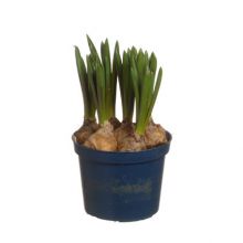 Muscari Frillesås Blå