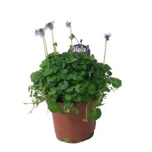 Viola hederacea 9,0 cm