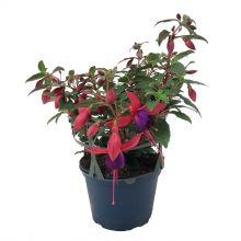 Fuchsia Frillesås.