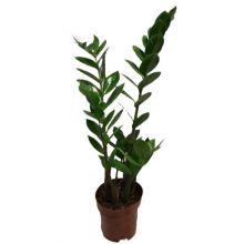 Zamioculcas zamiifolia m 12 cm