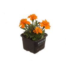 Tagetes