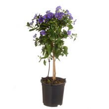 Solanum rant. blue fount 14 cm