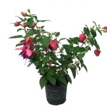 Fuchsia-hybrid 11,0 cm