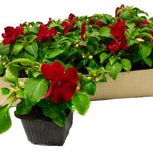 Impatiens, Flitiga lisa-