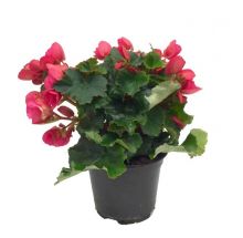 &nbsp;   Begonia betulia