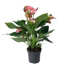 Anthurium andr. joli 5+  12 cm