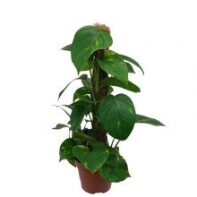 Epipremnum aureum 6 per  15 cm