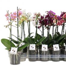 Phalaenopsis multiflora  12 cm