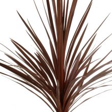 Cordyline australis red  17 cm