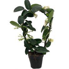 Stephanotis floribunda 12,0 cm