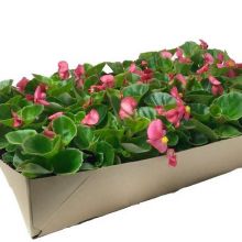 Isbegonia små plantor.