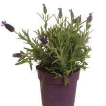 Lavandula stoechas anouk 12 cm