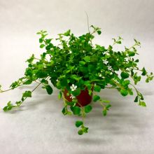 Bacopa 11,0 cm