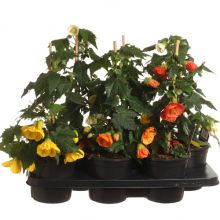 Abutilon mix pyramid 15 cm