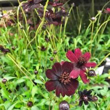 Cosmos atrosanguineus 13,0 cm