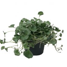 Dichondra argentea 10,5 cm