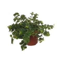 Peperomia rotundifolia 10,5 cm