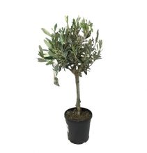 &nbsp; Olea stam  (oliv)  15 cm