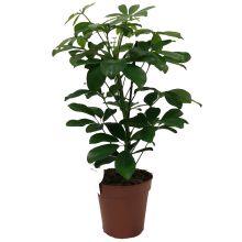 Schefflera arboricola no 13 cm