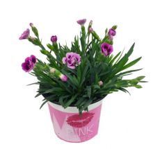 Dianthus pink kisses_ 10,5 cm