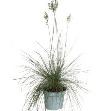 Festuca glauca 17 cm