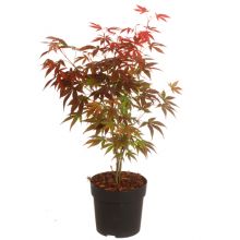 Acer palm. atropurpureum 13 cm