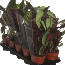 Calathea mix 4 soorten 12 cm