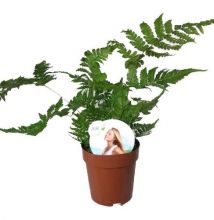 Dryopteris erythrosora 12 cm