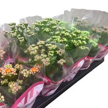 &nbsp; Kalanchoe mix 5 färger 10,5