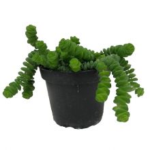 Crassula hottentot