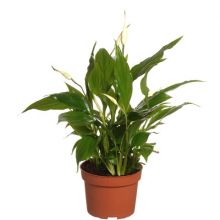 Spathiphyllum bellini 13 cm