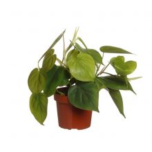 Philodendron scandens 12 cm