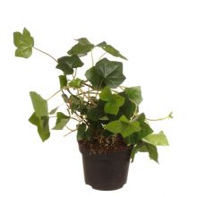 Hedera hibernica  11,0 cm