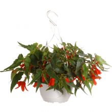 Begonia ampel 19cm