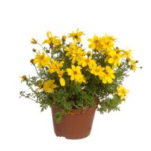 Bidens 12cm