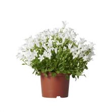 Campanula vit Get me 10,5cm