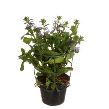 Scaevola femtunga blå 12cm