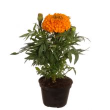 Tagetes erecta,gul+ orange