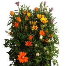 Gazania-hybrid mix 11,0 cm