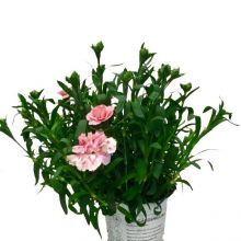 Dianthus caryoph.12 cm