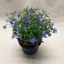 Lobelia