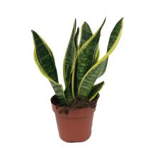 Sansevieria trifasciata  12 cm