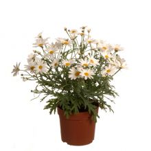 Chrysanthemum giga white 11,5 