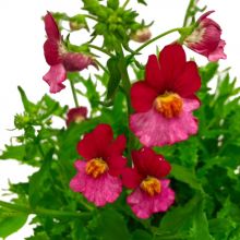 Nemesia-