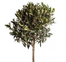 Olea europaea (oliv)   p 25 cm