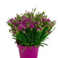 &nbsp; Dianthus pink kisses 15 cm