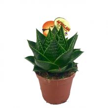 Aloe cosmo 8 cm