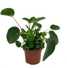 Pilea peperomides 12cm