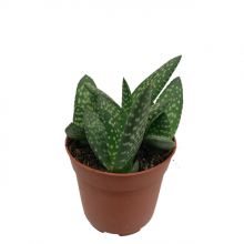 Aloe paradisicum jurrasi 10,5 